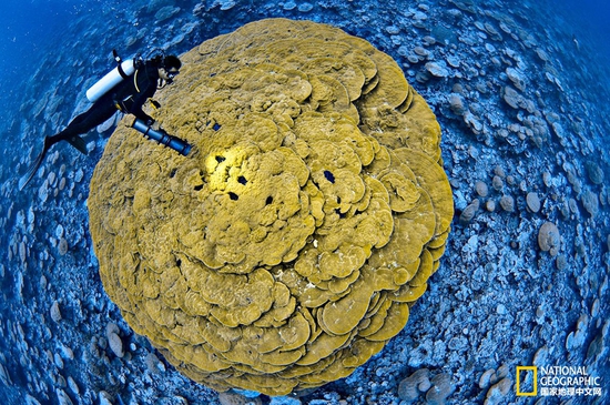 金曼礁國家紀(jì)念區(qū)，太平洋攝影：Brian Skerry，國家地理創(chuàng)意版