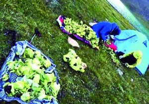 網(wǎng)曝驢友盜挖天山雪蓮 連根拔起擺拍炫耀 網(wǎng)曝驢友盜挖天山雪蓮 連根拔起擺拍炫耀