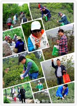 在這么美的地方體驗采茶，簡直太有感覺了