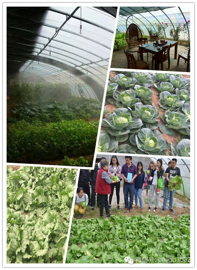 一片富含負(fù)離子的有機(jī)菜地 一片富含負(fù)離子的有機(jī)菜地