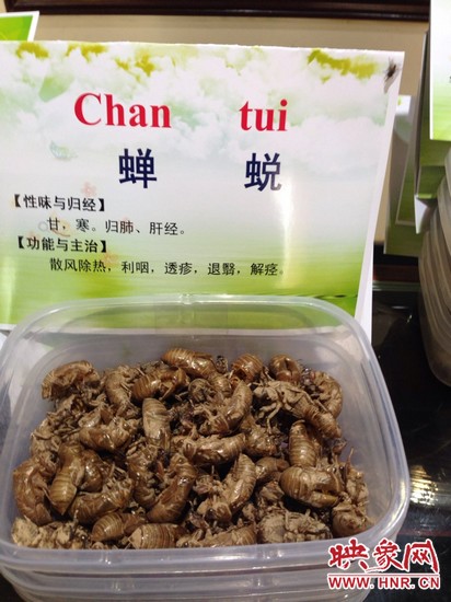 你可能沒想到，這個知了幼蟲退下的皮還是一味藥，對嗎？