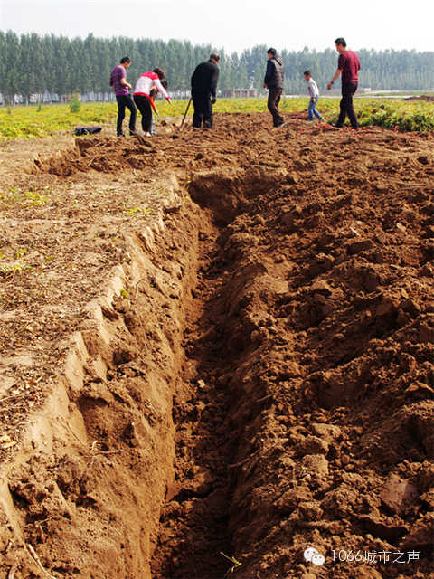 都說山藥埋得深，您還是眼見為實(shí)吧