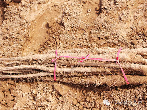 工人們挖好的山藥，整齊地躺在田地上