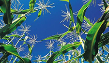 玉米割苗能增產(chǎn)20%～30%？不靠譜！