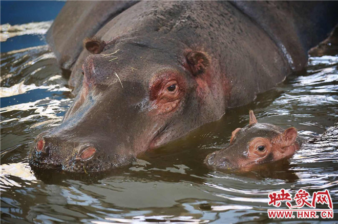 今年新誕生的動物寶寶和媽媽在一起 今年新誕生的動物寶寶和媽媽在一起