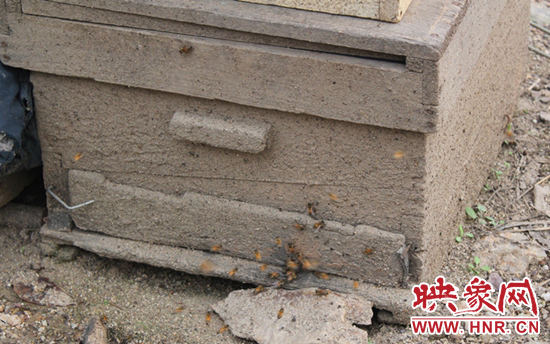 甜蜜的事業(yè)帶來(lái)煩惱 磙子營(yíng)鄉(xiāng)2000公斤蜂蜜難銷(xiāo) 甜蜜的事業(yè)帶來(lái)煩惱 磙子營(yíng)鄉(xiāng)2000公斤蜂蜜難銷(xiāo)