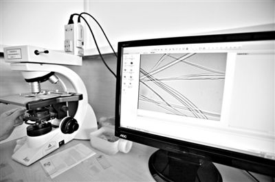 顯微鏡下，蠶絲呈現(xiàn)出表面有光澤，形狀不規(guī)則，粗細(xì)不均。