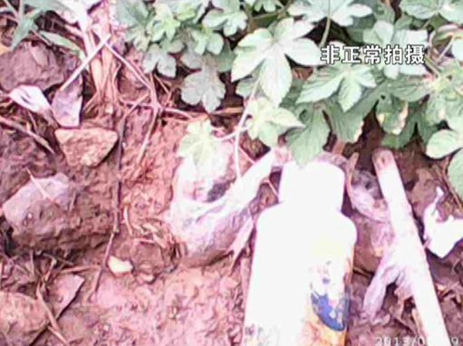 大棚蔬菜園區(qū)里到處丟棄著農(nóng)藥廢物。