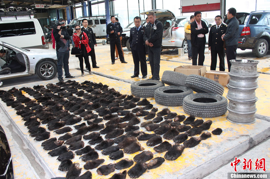 滿洲里海關(guān)破獲全國最大熊掌走私案 滿洲里海關(guān)破獲全國最大熊掌走私案