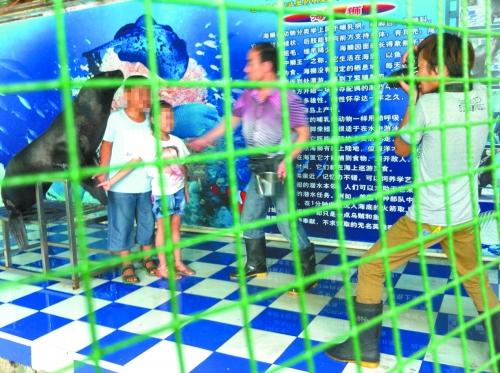 海獅就這樣被飼養(yǎng)員和攝影師擺弄，稍不聽話就會遭到毒打。