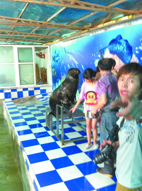 海獅館內(nèi)的攝影師警惕性很高,禁止記者拍照。