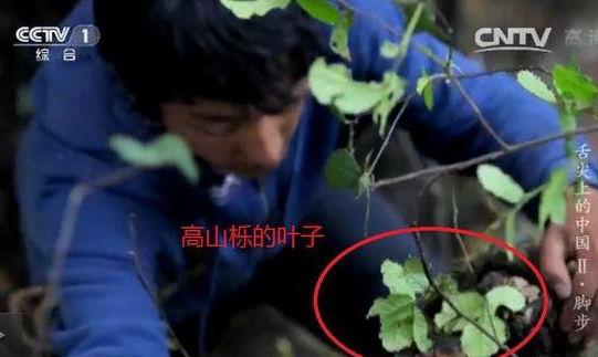 專家揭《舌尖2》爬樹(shù)造假 總導(dǎo)演暫不回應(yīng)