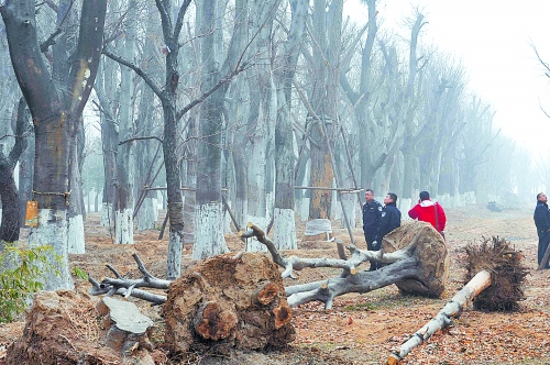 老樹之殤，令人扼腕。