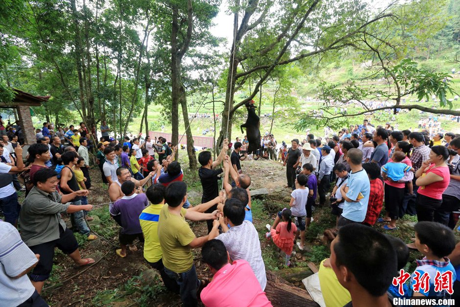 黃牛被侗族村民合力吊在樹上。譚凱興 攝