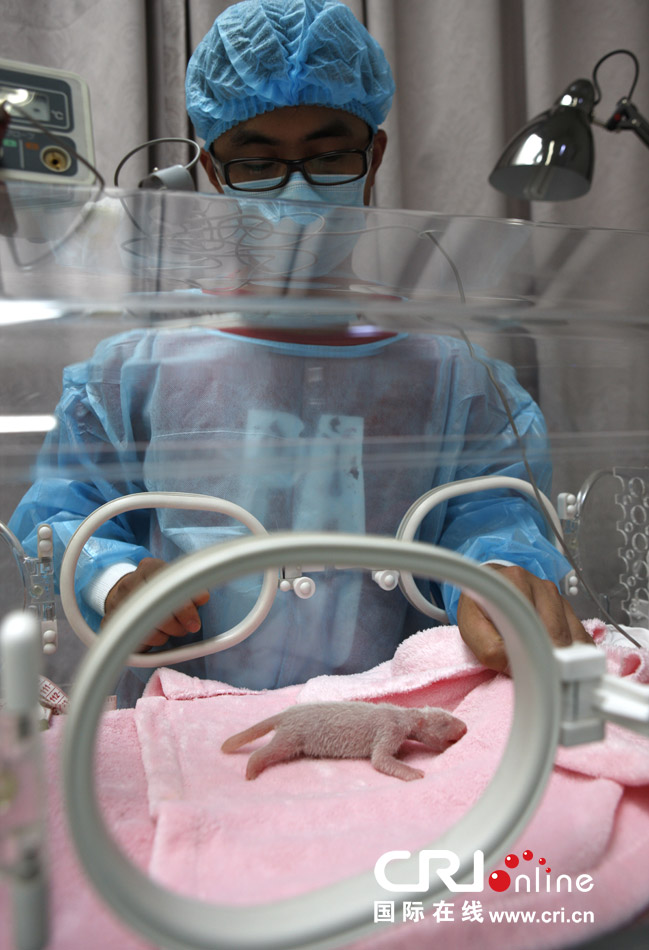 2013年7月11日，成都大熊貓繁育研究基地月亮產(chǎn)房，工作人員在照顧新生大熊貓寶寶。