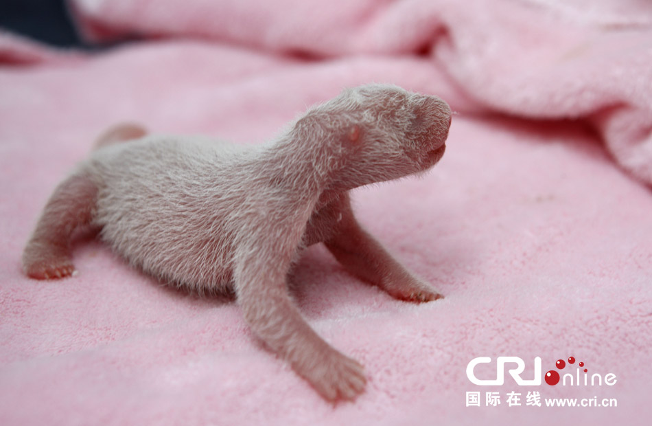 2013年7月11日，成都大熊貓繁育研究基地月亮產(chǎn)房，新生大熊貓寶寶在育嬰箱里憨態(tài)可掬。