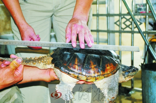 駐馬店農田頻現“生態(tài)殺手”鱷魚龜 本地生態(tài)受威脅