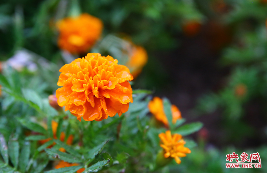一場秋雨洗去花朵上多日來的塵埃，嬌艷欲滴。