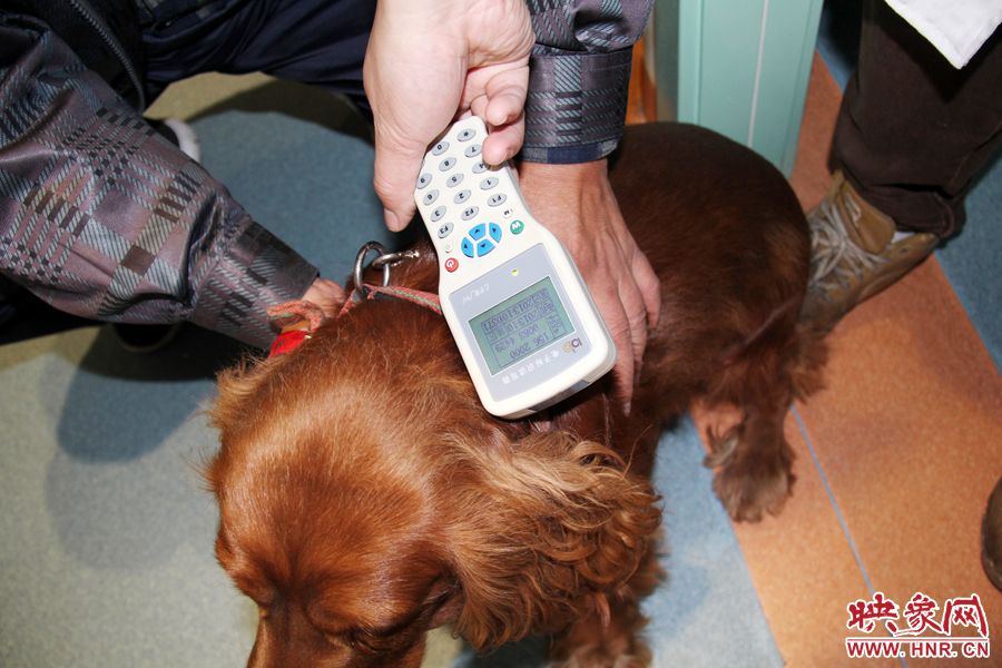 只要用儀器一掃，狗狗的信息就可以一覽無(wú)余