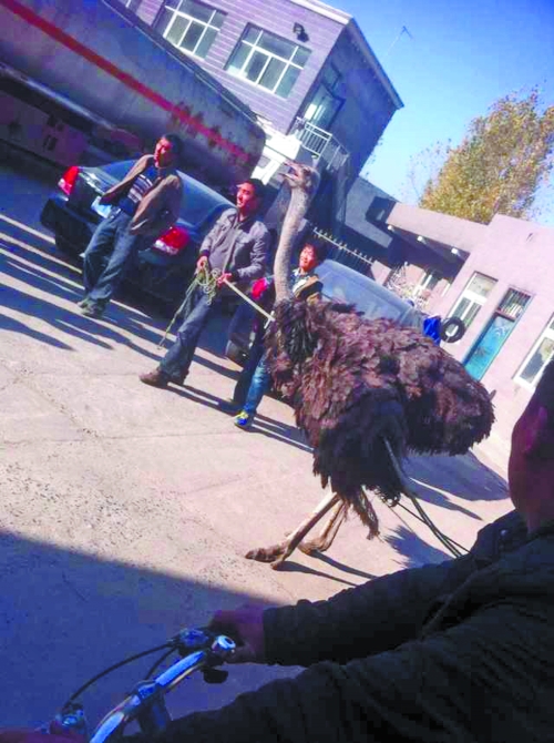 鴕鳥在加油站內(nèi)被制服 鴕鳥在加油站內(nèi)被制服