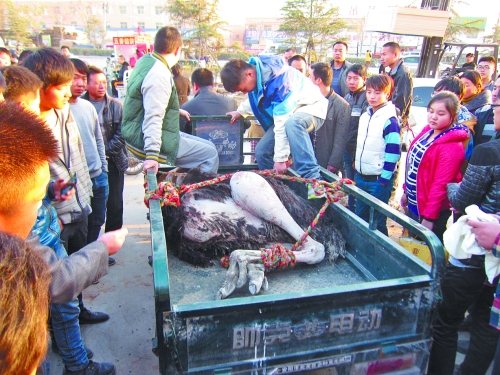 激戰(zhàn)之后被制服 激戰(zhàn)之后被制服