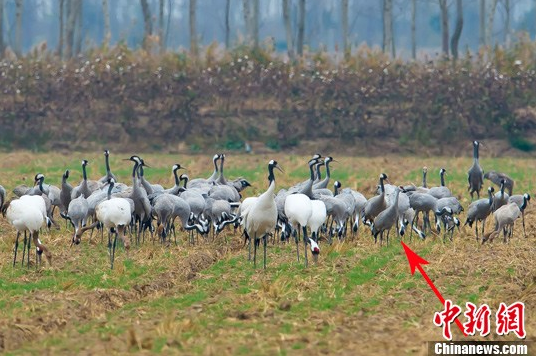 多種鶴類(lèi)“集結(jié)”江蘇鹽城越冬 含罕見(jiàn)沙丘鶴