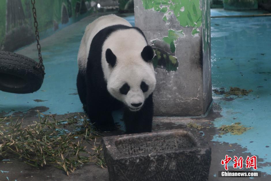 3月17日，河南鄭州動(dòng)物園內(nèi)的大熊貓“龍昇”。