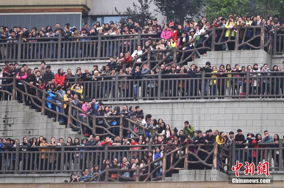 重慶上萬(wàn)粉絲在南濱路等待《奔跑吧兄弟》節(jié)目的錄制。
