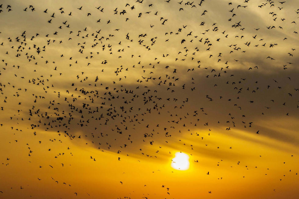 江蘇省連云港市贛榆區(qū)上空出現(xiàn)火燒云景觀，成群海鳥(niǎo)迎著霞光在天空中翩躚起舞，場(chǎng)面蔚為壯觀。