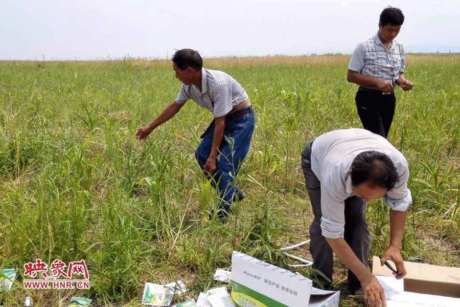 村民在撿拾散落的農(nóng)藥袋，身后是被毀的玉米。