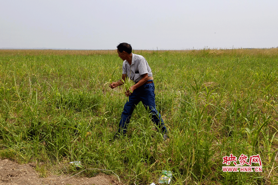 被農(nóng)藥摧毀的玉米。