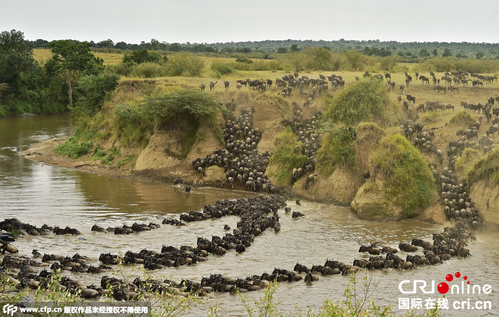 當(dāng)?shù)貢r(shí)間2015年9月4日，肯尼亞馬賽馬拉，角馬大遷徙。
