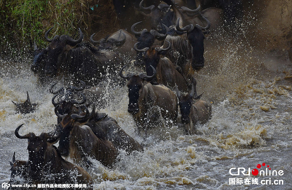 當(dāng)?shù)貢r(shí)間2015年9月4日，肯尼亞馬賽馬拉，角馬大遷徙。
