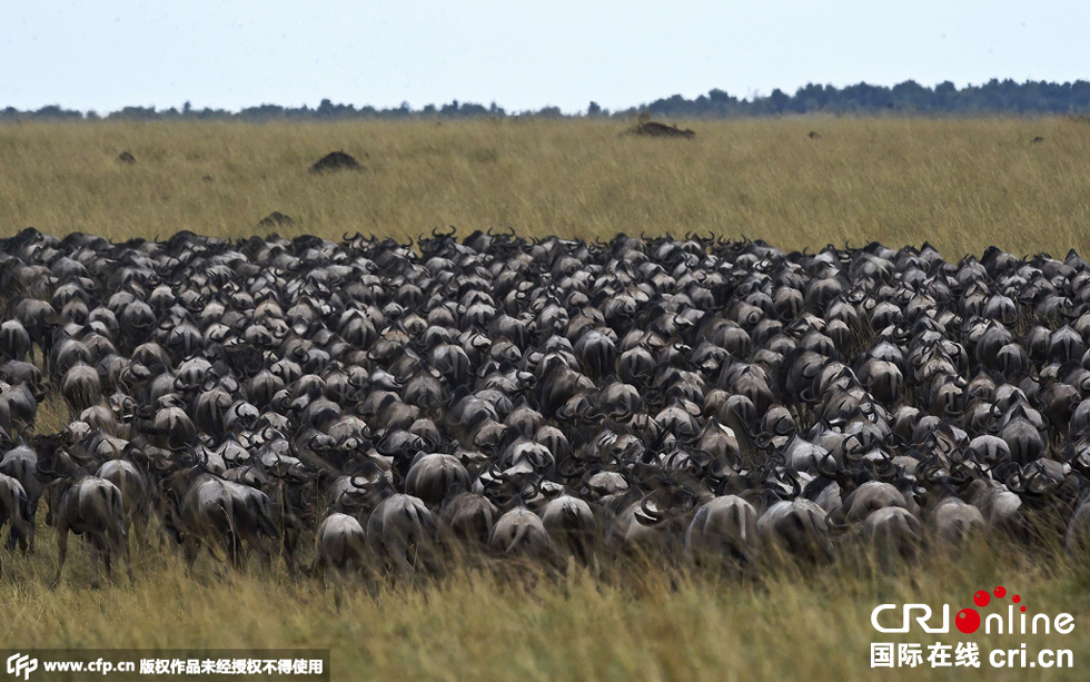 當(dāng)?shù)貢r(shí)間2015年9月4日，肯尼亞馬賽馬拉，角馬大遷徙。