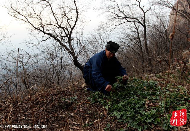 山上缺雨少水，不大的一方菜地。是他和另一個(gè)道友的菜地，老崔的蔬菜倒也擺弄的一片生機(jī)盎然。