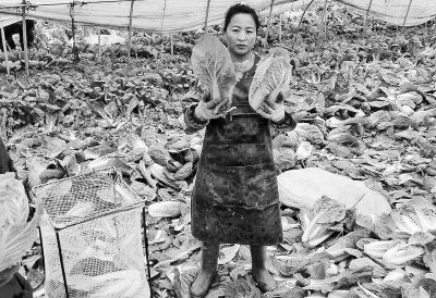 鹿邑千余畝青菜滯銷 鹿邑千余畝青菜滯銷