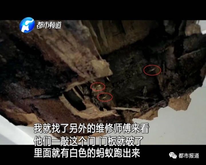 蟻族大軍入侵！十幾萬裝修的新家被“吃掉”