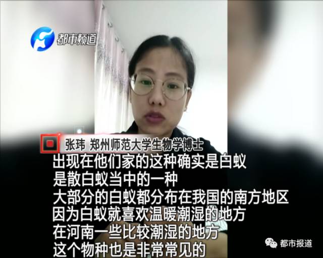 蟻族大軍入侵！十幾萬裝修的新家被“吃掉”