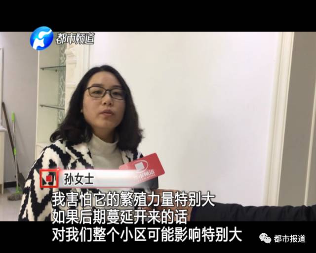 蟻族大軍入侵！十幾萬裝修的新家被“吃掉”