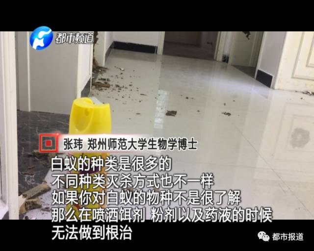 蟻族大軍入侵！十幾萬裝修的新家被“吃掉”