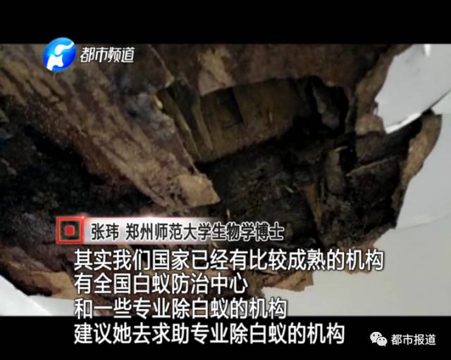 蟻族大軍入侵！十幾萬裝修的新家被“吃掉”