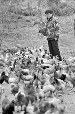 林志坤辭職后在溧水一座山頭開了一片地，每天種菜、喂雞 現(xiàn)代快報(bào)記者 施向輝 攝