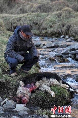 　今年，他家已經(jīng)有3只羊被狼咬死。確·胡熱攝