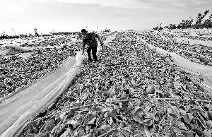 12日，工人在海南省樂東縣佛羅鎮(zhèn)清理被臺風刮爛的哈密瓜薄膜架子。 新華社發(fā)