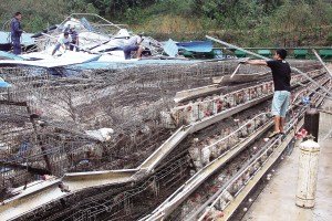 11月13日，位于三亞市吉陽(yáng)鎮(zhèn)的三亞市菜籃子蛋雞基地，工人們正在搶修雞舍設(shè)施。