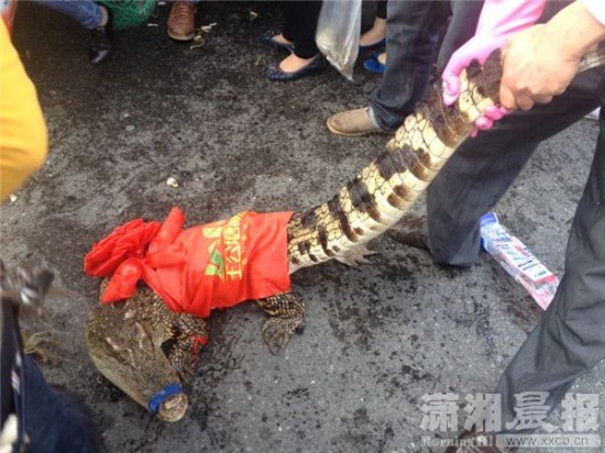 車上的鱷魚爬上路面。記者 向帥