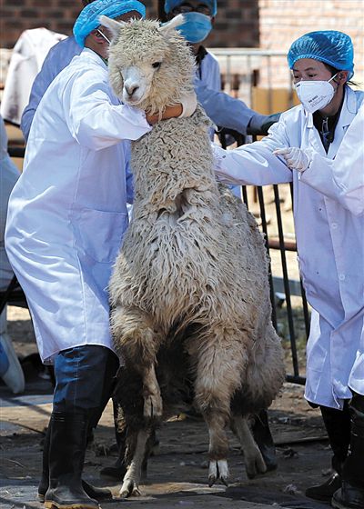 好強(qiáng)壯！我真的不是虛胖，兩三個(gè)人別想控制我。