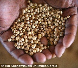 超強(qiáng)厄爾尼諾將引發(fā)全球極端天氣，中國北方或極端高溫-