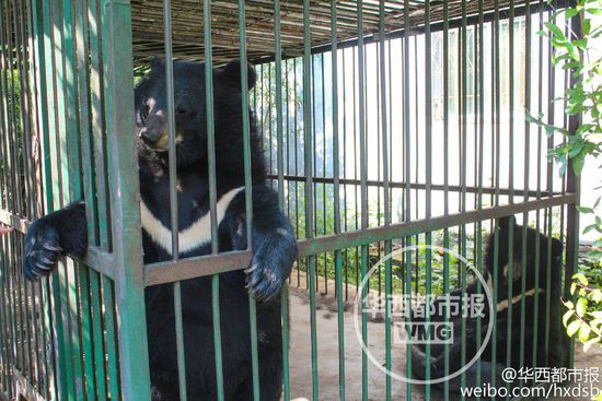 男子800元買(mǎi)寵物狗誤購(gòu)黑熊 每月飼料上千元