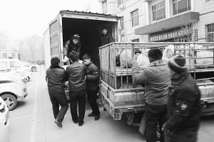 　　■返還追回的被搶綿羊。 本報(bào)記者董世杰攝